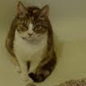 Meet your Posher, Firedjinndragon